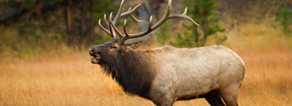 elk