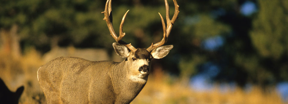 mule_deer