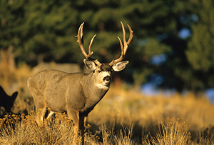 Texas Mule Deer Hunts