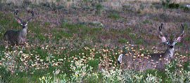 Guided Mule Deer Hunts