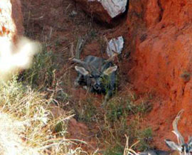 Mule Deer Hunts in Texas