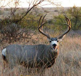 Texas Mule Deer Hunts